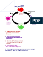 Cemical Energy and ATP: ATP Is A Molecule With Three Phosphate Groups Attached To The End