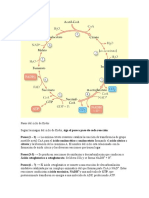 Pasos Del Ciclo de Krebs