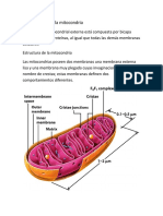 Composición de La Mitocondria