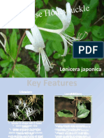 Japanese H Oneysuckle: Lonicera Japonica