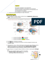 Embriología Del Sistema Digestivo