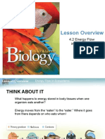 4.2 Energy Flow in Ecosystems