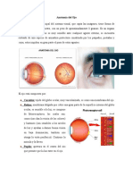 Anatomía Del Ojo y Oido