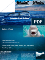 Gabriella Pedranti - Whales Google Slide Presentation