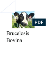 Brucelosis Bovina