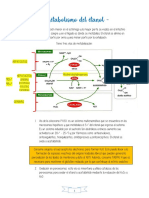 Metabolismo Del Etanol