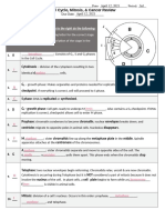 Mitosis Worksheet