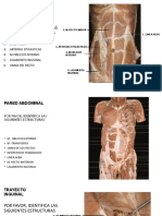 Taller Amplio de Abdomen