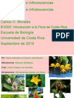 Inflorescencias, Flores y Frutos-Sept2019