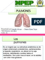 Los Pulmones