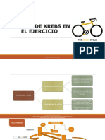 Ciclo de Krebs en El Ejercicio