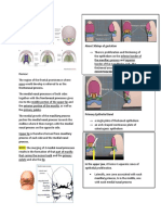 Development of Palate and Tongue Notes