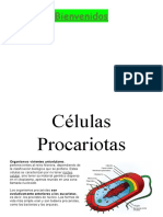 Células Procariotas