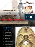 Atlas Neuroanatomico