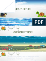 Powerpoint About Sea Turtles