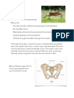 Deer Frolic Handout For The Website