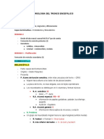 Embriologia Del Tronco Encefálico