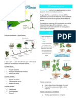 Resumo 8 - Transporte Nas Plantas