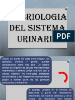 Embriologia Del Sistema Urogenital