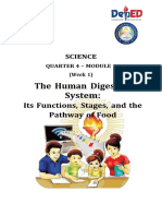 The Human Digestive System:: Its Functions, Stages, and The Pathway of Food