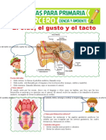 El Oído El Gusto y El Tacto para Tercero de Primaria