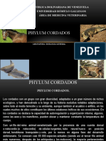 Phylum Cordados