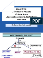 Clase 12 CICLO DE KREBS