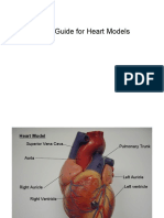 Study Guide For Heart Models