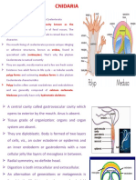 Cnidaria: Body Cavity Known As The Coelenteron