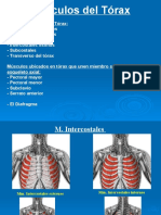 Clase 14 (1) - Músculos Del Tórax y Abdomen (PPTshare)