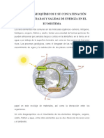 Act.3. - Ciclos Biogeoquímicos y Su Concatenación Con Las Entradas y Salidas de Energía en El Ecosistema