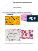 Actividades Tema 1 - Tejidos - Órganos - Aparatos