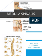 Anatomi Medula Spinalis