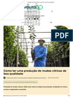 Produção de Mudas Cítricas - Como Ter Uma de Boa Qualidade