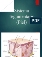 Sistema Tegumentario