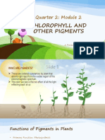 Chlorophyll and Other Pigments