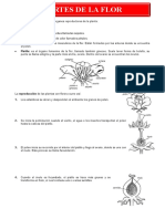 Partes de La Flor para Tercero de Primaria