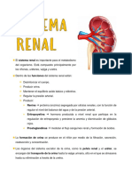 S. Renal - Apuntes