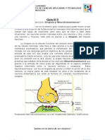 Guia 3. Sinapsis y Neurotransmisores