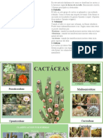 CACTACEAS