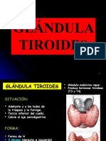 Tiroides y Paratiroides