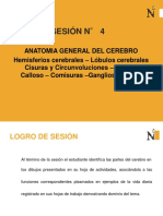 Sesión Nº4 Anatomía General Del Cerebro.