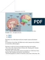 Picture of The Brain: Prev Next