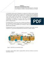 Práctica 4. Permreabilidad Celular