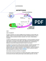 Apoptosis o Muerte Celular Programada