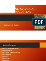 Organic Sugarcane Production: Mary Ann M. Cañada