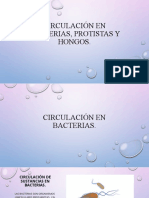 Circulación en Bacterias, Protistas Y Hongos