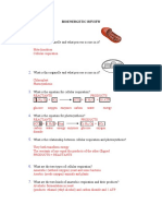 Bioenergetic Test Study Guide - Answers