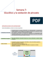 TEORÍA Semana 7. GLUCOLISIS Y OXIDACION DE PIRUVATO