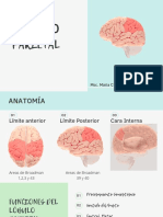 Lóbulo Parietal